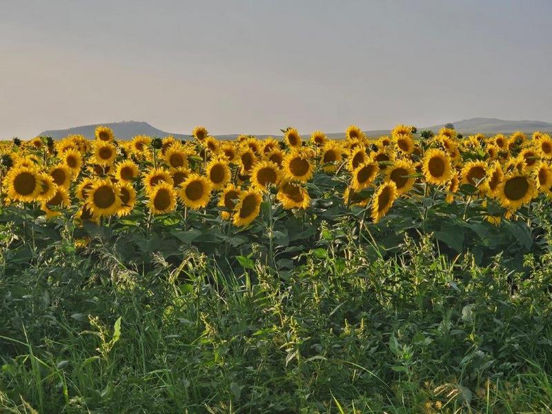 8 Bedroom Property for Sale in Bethlehem Rural Free State